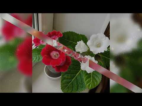 Jenet Chhakchhuak - Min dawn ve maw