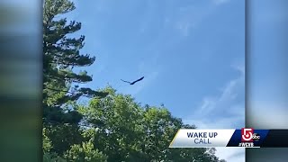 Wake Up Call: Eagle soars in Dracut