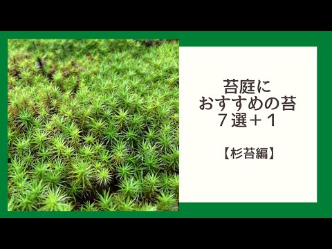 jardin-suspendu-pots-fleurs-mousse-ficelle-idee-originale