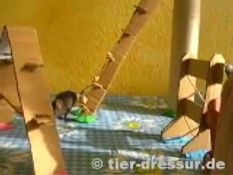 Najsprytniejsza mysz na świecie