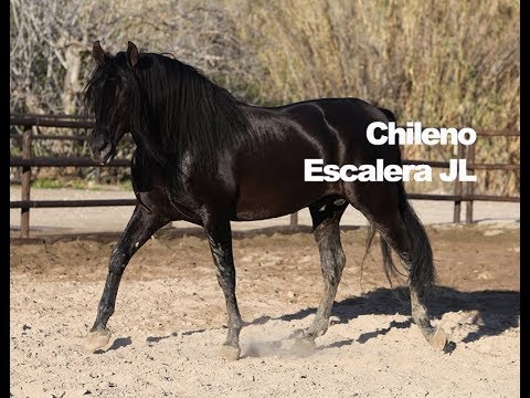 Semental Español Negro