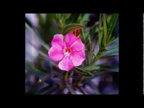 VOLVIO LA PRINCESITA ORCHESTRA TIPICA LOS PROVINCIANOS vals