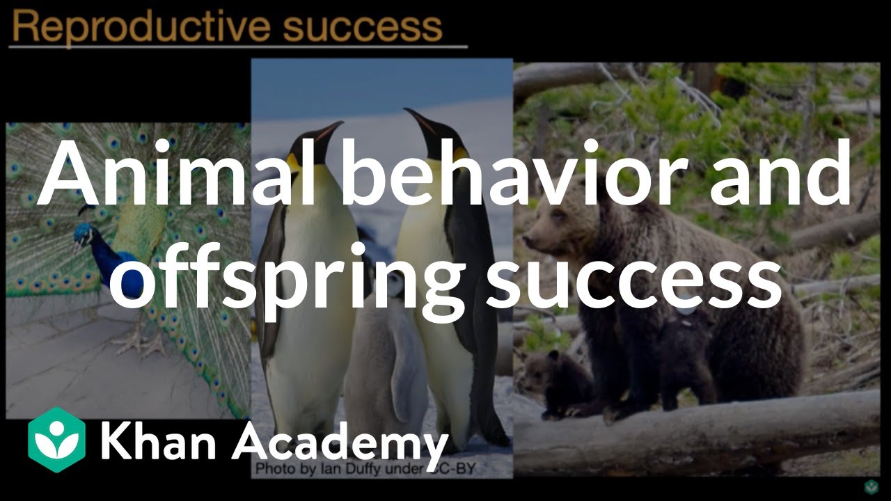 Animal behavior and offspring success | Middle school biology | Khan Academy