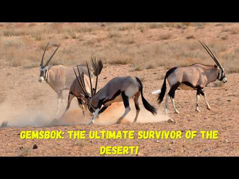 Gemsbok: Oryx Species Which Are The Ultimate Survivor of the Desert! 🏜️🦌