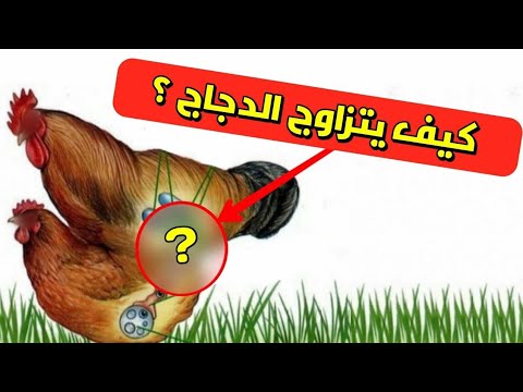 , title : 'كيف يتزاوج الدجاج ؟ أسرار التزاوج بين الديك و الدجاجة و تكون البيض | Nature Lover'