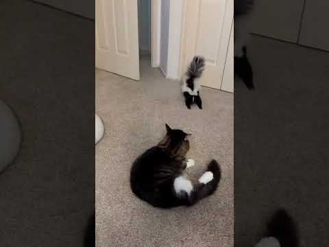 Skunk Tries to Talk to the Cat! 🦨🐱 | Funniest Animal Interaction!
