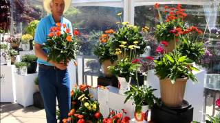Allan Armitage Sees Promise In Hello! Gerberas From Proven Winners