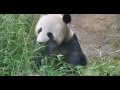 Панда кушает 1 