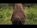 Cow Mating