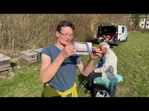 Haus Düsse - Live von Pias Bienenstand - 25.3.