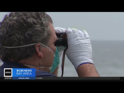 Searchers remain hopeful they'll find missing swimmer possibly attacked by shark