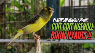 Download lagu SUARA Kenari GACOR PANJANG Pancingan & masteran Kenari Paud AGAR gacor AMPUH Kenari MACET bunyii mp3 Download lagu SUARA Kenari GACOR PANJANG Pancingan & masteran Kenari Paud AGAR gacor AMPUH Kenari MACET bunyii mp3