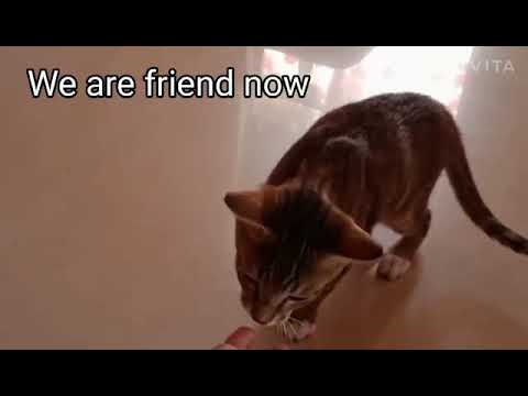 The New Cat's 😽 in my Cat family | Shaikh firdous