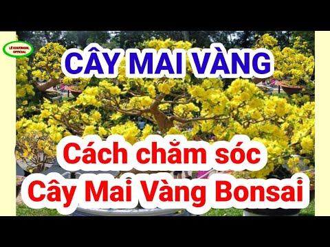 Cách chăm sóc Cây Mai Vàng Bonsai/How to take care of Golden Apricot Bonsai/LÊ KHƯƠNGĐL OFFICIAL