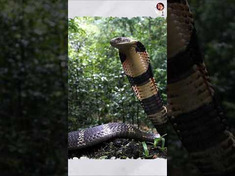 শঙ্খচূড় বা King Cobra কতটা ভয়ানক? #shorts #youtubeshorts #snake #snakebite #trending #kingcobra