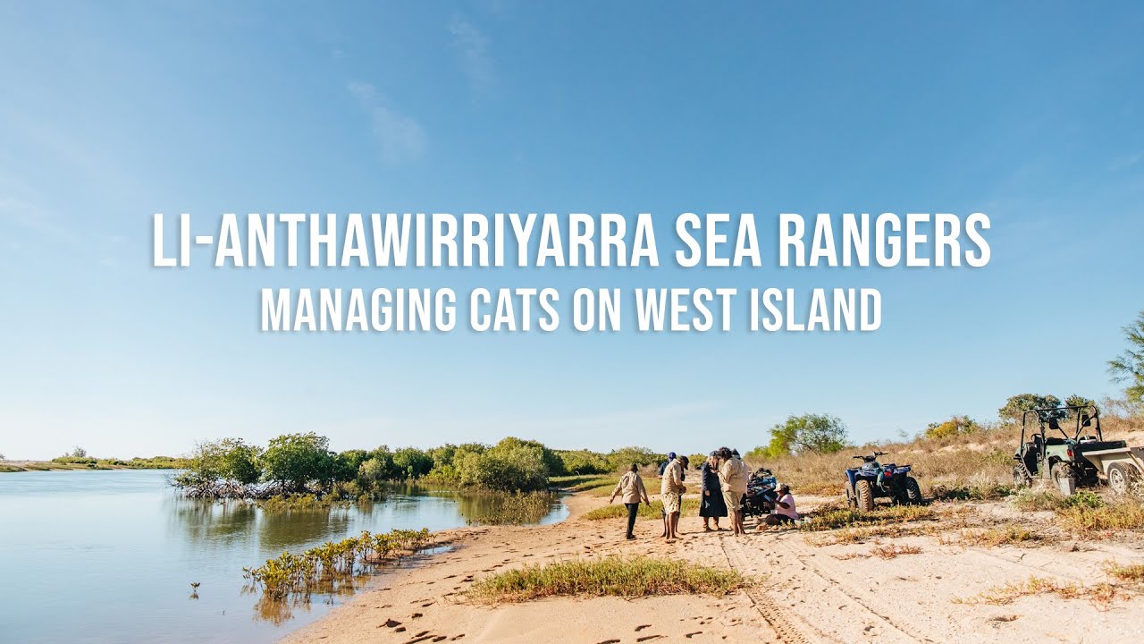 li-Anthawirriyarra Sea Rangers managing cats on West Island