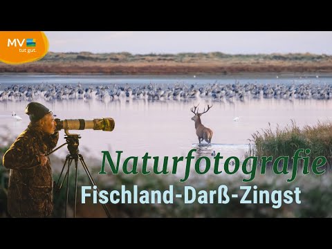 Auf Safari im Norden: Naturfotografie mit Hirsch auf Fischland-Darß-Zingst | Mecklenburg-Vorpommern