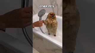 Download lagu Other Pets vs My Dog #funny #funnycats #pets #cats #kittens #cute #animals #laugh mp3