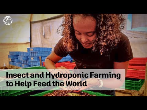 Circular Food Economy: Insect and Hydroponic Farming to Help Feed the World