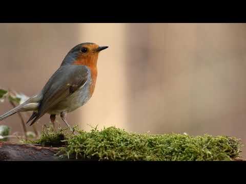 4K 10 bit color Amazing African Birds  African Wildlife Video - 3 HRS Beautiful Bird Sounds