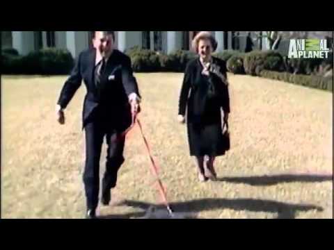 Dogs 101   Bouvier Des Flandres