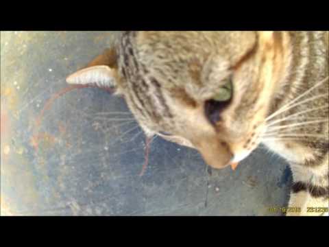 Aarohi - CAT Interview By Shiva