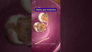 A Dama e o Vagabundo: Versão Hamster 😂
