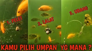 Download lagu fishing for red devil fish using three types of bait mp3