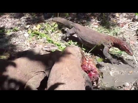 Baby Buffalo Eaten Alive by Komodo's Dragon ! Part 3