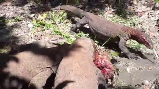 Baby Buffalo Eaten Alive by Komodo's Dragon ! Part 3