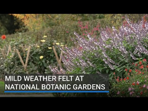 Mild weather felt at National Botanic Gardens