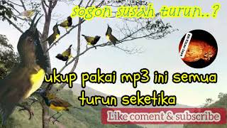 Download lagu sogon susah turun ini solusinya , cukup pakai mp3 ini semua pada turun berhamburan mp3