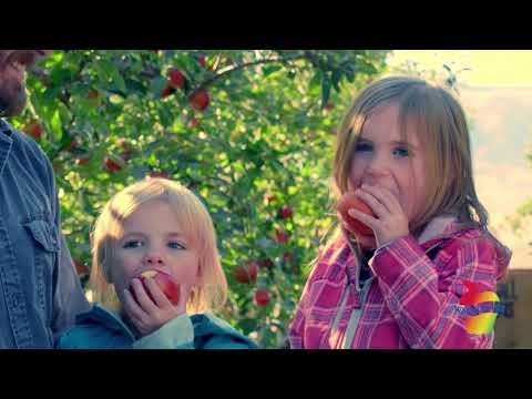 Washington Apple Industry