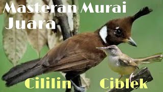 Download lagu Suara Gacor Burung Cililin dan Ciblek Untuk Masteran Murai Batu mp3