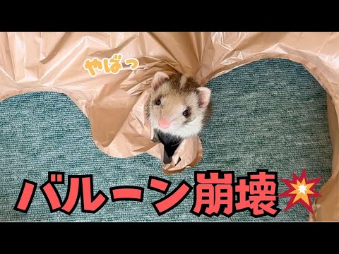 【バルーン事件🎈】フェレット姉妹のいたずらが止まらない😂【ferret＃1836】