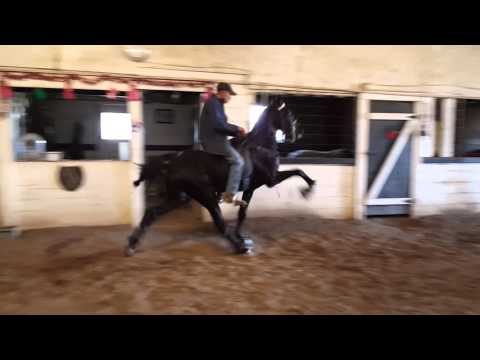 2nd set of shoes on my José colt