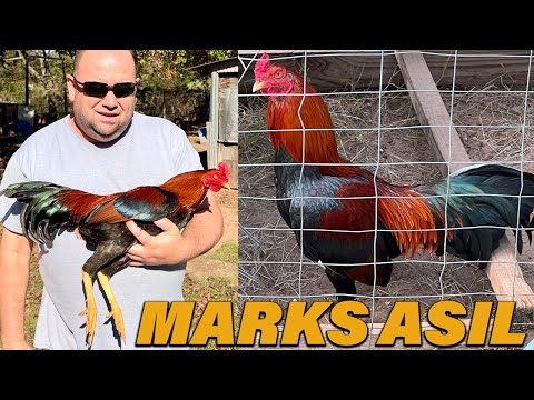 Texas Marks Asil John Anthony Marks Mugs Farm Beautiful Birds in Palestine Texas