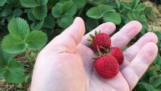 How to Transplant Strawberries