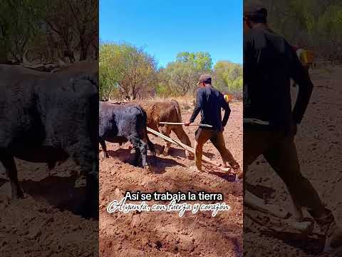 Así se trabaja la tierra: Con fuerza y corazón