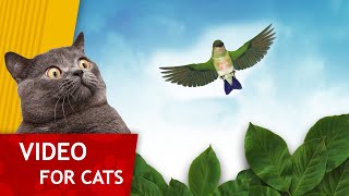 Cat Games - Get that Green hummingbird! (Video for cats to watch)