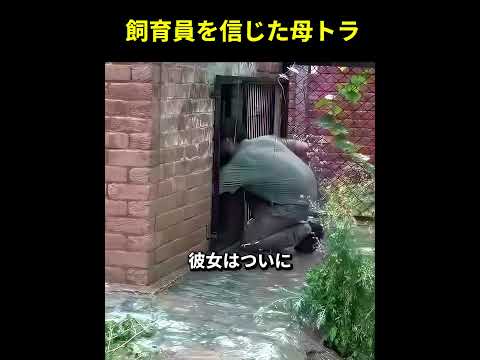 飼育員を信じた母トラ