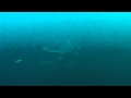 BULL SHARK At Sail Rock 30 JULY 2012 Underwater Video