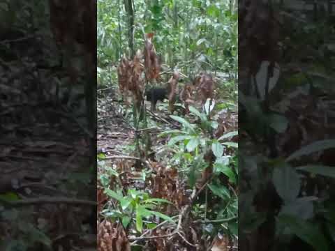 juina Mato Grosso #natureza