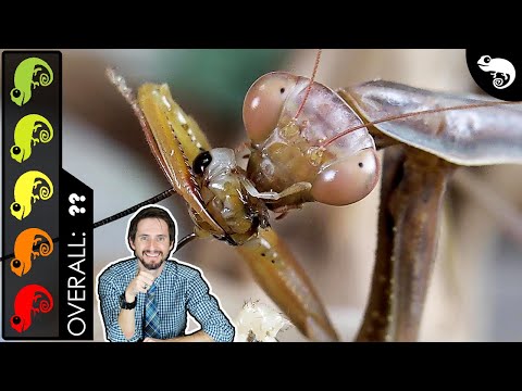 Praying Mantis, The Best Pet Insect?