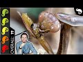 Praying Mantis The Best Pet Insect