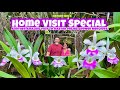 Master orchid grower Mercedes welcomes us back to her beautiful garden of orchids.