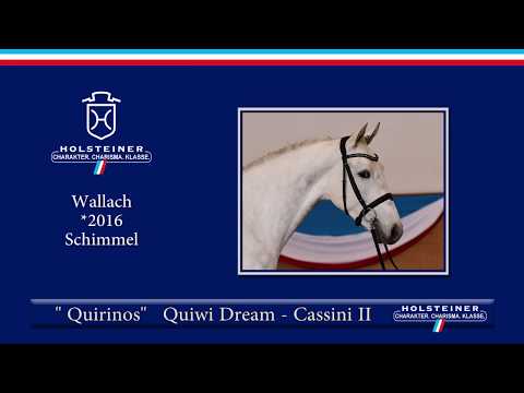 Holsteiner Frühjahrsauktion 2019 | Nr. 07 - Quirinos v. Quiwi Dream - Cassini II