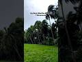Cyclone Montha Effect ️ Konaseema Cyclone Cyclonemontha Shorts Amalapuram Konaseema Wind