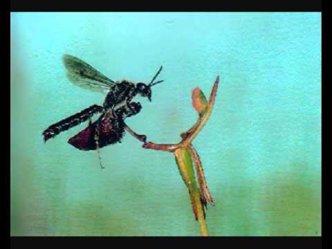 Ralph Vaughan Williams: The Wasps (1909)