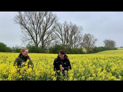 Aktuelle Situation in Raps und Gerste Mai 2021